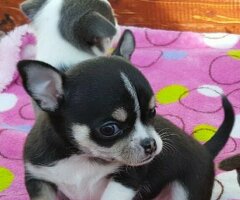 Chihuahua pup te koop - 1