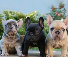 Prachtige Franse Bulldog-puppy's