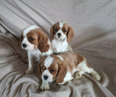 Twee Cavalier King Charles-puppy's beschikbaar - 1