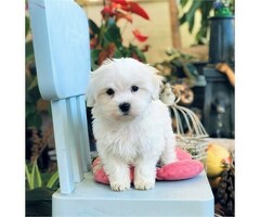 Geregistreerde Maltese puppy