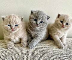 British Short Haired Kittens