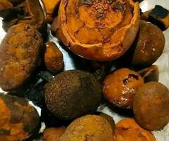 100% Whole Cow Gall Stones / Ox Gallstones for Sale without Broken or powder stones