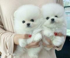 Schattige Pommerse puppy's met stamboom