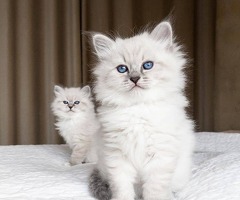 Kwaliteit Ragdoll-kittens voor herplaatsing