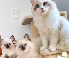 Kwaliteit Ragdoll-kittens voor herplaatsing