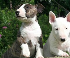 Geweldige Bull-terrier-puppy's