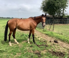 Te koop 10 jarige  dragende fokmerrie en een twee jarige ruin - 1