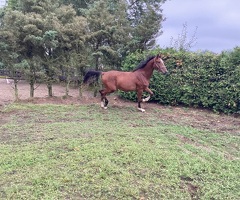 Te koop 10 jarige  dragende fokmerrie en een twee jarige ruin