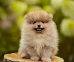 Pomeriaan |Pomeranian| FCI | Beautiful Puppy's met stamboom with Pedigree - 1