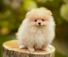 Pomeriaan |Pomeranian| FCI | Beautiful Puppy's met stamboom with Pedigree