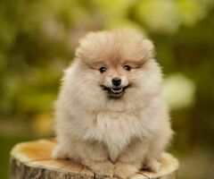 Pomeriaan |Pomeranian| FCI | Beautiful Puppy's met stamboom with Pedigree