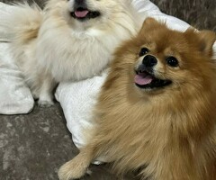 Pomeriaan |Pomeranian| FCI | Beautiful Puppy's met stamboom with Pedigree