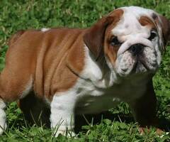 Prachtig Engelse Bulldog Pups 12 weken .