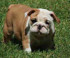 Prachtig Engelse Bulldog Pups 12 weken . - 2