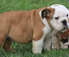 Prachtig Engelse Bulldog Pups 12 weken .