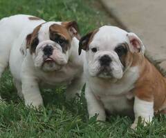 Prachtig Engelse Bulldog Pups 12 weken . - 4