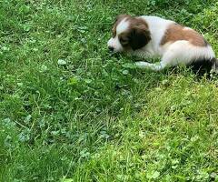 kooikerhondjes puppies FCI stamboom