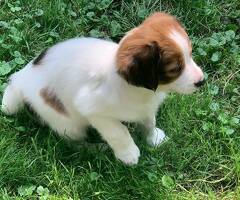 kooikerhondjes puppies FCI stamboom