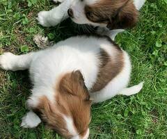 kooikerhondjes puppies FCI stamboom