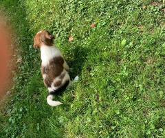 kooikerhondjes puppies FCI stamboom