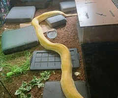 Tijgerpython 0.1 Pearl Het granite - 3