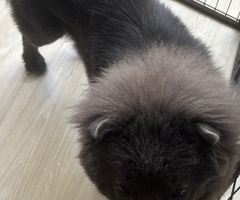 Chow chow reu blauw zie omschrijving