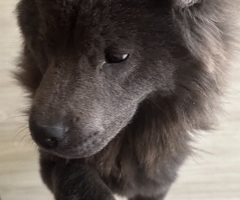 Chow chow reu blauw zie omschrijving - 2