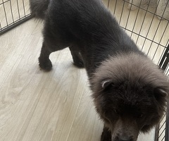 Chow chow reu blauw zie omschrijving