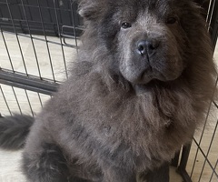 Chow chow reutje blauw klein en compact