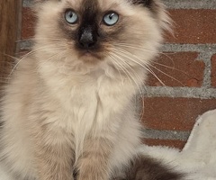 Ragdoll kittens met stamboom