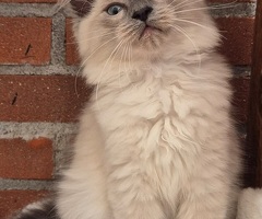 Ragdoll kittens met stamboom