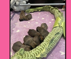 Bullmastiff pups uit kampioen combinatie