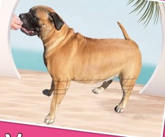 Bullmastiff pups uit kampioen combinatie