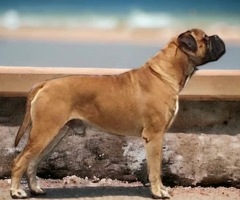 Bullmastiff pups uit kampioen combinatie - 3