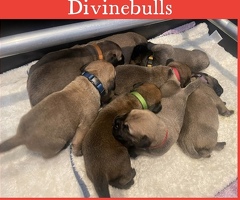 Bullmastiff pups uit kampioen combinatie