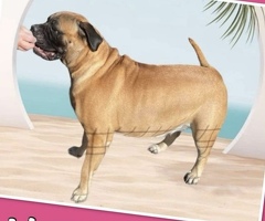 Bullmastiff pups uit kampioen combinatie