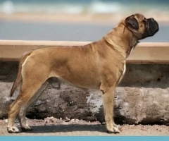 Bullmastiff pups uit kampioen combinatie