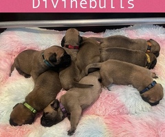 Bullmastiff pups uit kampioen combinatie