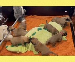 Bullmastiff pups uit kampioen combinatie