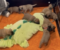 Bullmastiff pups uit kampioen combinatie