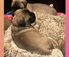 Bullmastiff pups uit kampioen combinatie