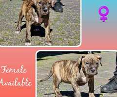 american bully xl puppy's