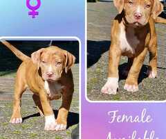 american bully xl puppy's