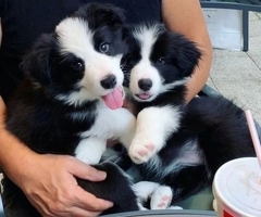 Entzückende Border-Collie-Welpen