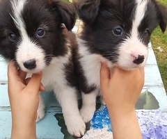 Entzückende Border-Collie-Welpen