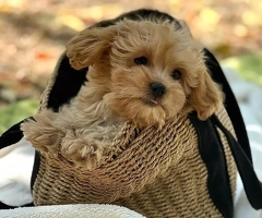 Wunderschöne Maltipoo-Welpen mit Stammbaum