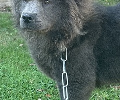 Chow-Chow-Männchen in blauer Farbe. Helle Augen.