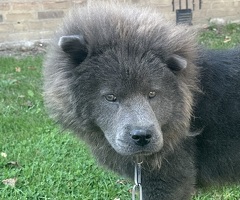 Chow-Chow-Männchen in blauer Farbe. Helle Augen.