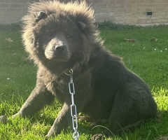 Chow-Chow-Männchen in blauer Farbe. Helle Augen.