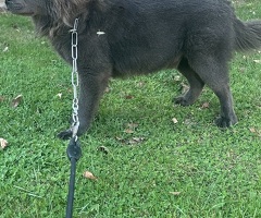 Chow-Chow-Männchen in blauer Farbe. Helle Augen.